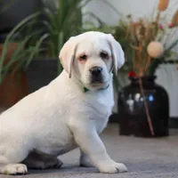 Seth, a male Labrador Retriever for sale in Dundee, OH – Photo 1 of 7