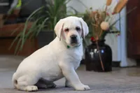 Seth, a male Labrador Retriever for sale in Dundee, OH – Photo 1 of 7