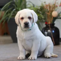 Seth, a male Labrador Retriever for sale in Dundee, OH – Photo 5 of 7