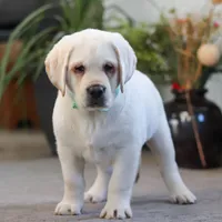 Seth, a male Labrador Retriever for sale in Dundee, OH – Photo 4 of 7