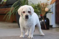 Seth, a male Labrador Retriever for sale in Dundee, OH – Photo 4 of 7