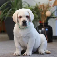 Seth, a male Labrador Retriever for sale in Dundee, OH – Photo 2 of 7