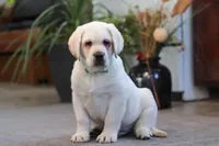 Seth, a male Labrador Retriever for sale in Dundee, OH – Photo 2 of 7