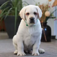 Seth, a male Labrador Retriever for sale in Dundee, OH – Photo 6 of 7