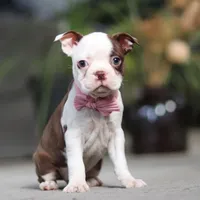 Sandra, a female Boston Terrier for sale in Dundee, OH – Photo 2 of 5