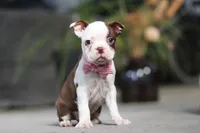 Sandra, a female Boston Terrier for sale in Dundee, OH – Photo 2 of 5