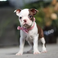 Sandra, a female Boston Terrier for sale in Dundee, OH – Photo 3 of 5