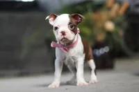 Sandra, a female Boston Terrier for sale in Dundee, OH – Photo 3 of 5