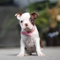 Sandra, a female Boston Terrier for sale in Dundee, OH – Photo 1 of 5