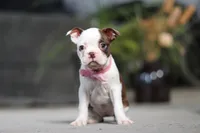 Sandra, a female Boston Terrier for sale in Dundee, OH – Photo 1 of 5