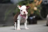 Sandra, a female Boston Terrier for sale in Dundee, OH – Photo 4 of 5