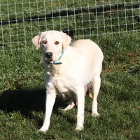 Barney, a male Labrador Retriever for sale in Dundee, OH – Photo 7 of 8