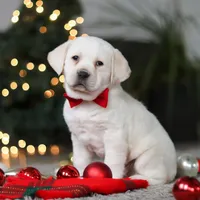 Barney, a male Labrador Retriever for sale in Dundee, OH – Photo 1 of 8