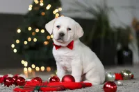 Barney, a male Labrador Retriever for sale in Dundee, OH – Photo 1 of 8