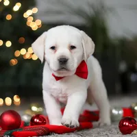 Barney, a male Labrador Retriever for sale in Dundee, OH – Photo 6 of 8