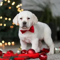 Barney, a male Labrador Retriever for sale in Dundee, OH – Photo 5 of 8