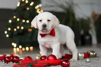 Barney, a male Labrador Retriever for sale in Dundee, OH – Photo 5 of 8