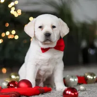 Barney, a male Labrador Retriever for sale in Dundee, OH – Photo 4 of 8