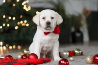 Barney, a male Labrador Retriever for sale in Dundee, OH – Photo 4 of 8