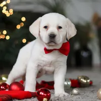 Barney, a male Labrador Retriever for sale in Dundee, OH – Photo 3 of 8