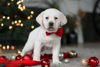 Barney, a male Labrador Retriever for sale in Dundee, OH – Photo 3 of 8