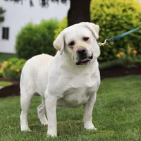 Barney, a male Labrador Retriever for sale in Dundee, OH – Photo 8 of 8