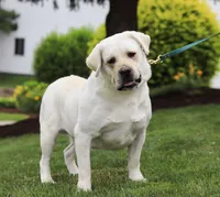 Barney, a male Labrador Retriever for sale in Dundee, OH – Photo 8 of 8