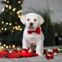 Barney, a male Labrador Retriever for sale in Dundee, OH – Photo 2 of 8