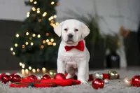 Barney, a male Labrador Retriever for sale in Dundee, OH – Photo 2 of 8