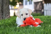 Bert, a male Labrador Retriever for sale in Dundee, OH – 6 of 7