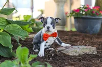 Miles, a male Boston Terrier for sale in Dundee, OH – 8 of 10