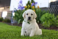 Barney, a male Labrador Retriever for sale in Dundee, OH – 5 of 6