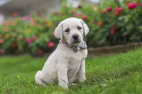 Breanna, a female Labrador Retriever for sale in Dundee, OH – 5 of 7