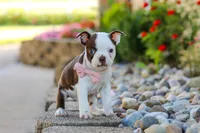 Sammy, a female Boston Terrier for sale in Dundee, OH – 6 of 10