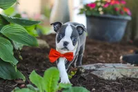 Miles, a male Boston Terrier for sale in Dundee, OH – 2 of 10