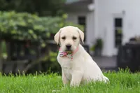 Betsy, a female Labrador Retriever for sale in Dundee, OH – 2 of 7