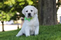Bernie, a male Labrador Retriever for sale in Dundee, OH – 2 of 8