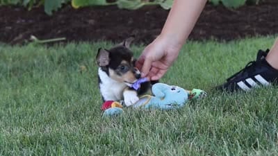 Debbie, a female Pembroke Welsh Corgi for sale in Dundee, OH – 8 of 8