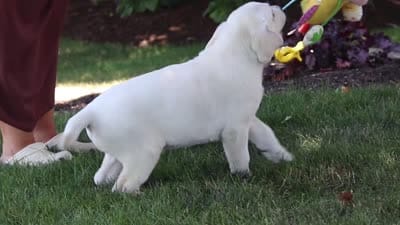 Sally, a female Labrador Retriever for sale in Dundee, OH – 6 of 6