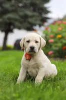 Beth, a female Labrador Retriever for sale in Dundee, OH – 3 of 7