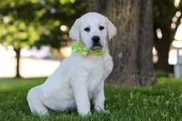 Bobby, a male Labrador Retriever for sale in Dundee, OH – 6 of 7