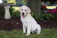 Brittany, a female Labrador Retriever for sale in Dundee, OH – 2 of 7