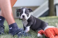 Bennie, a male Boston Terrier for sale in Dundee, OH – 2 of 10