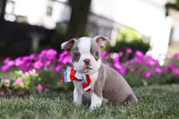 Bingo, a male Boston Terrier for sale in Dundee, OH – 4 of 8