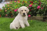 Brittany, a female Labrador Retriever for sale in Dundee, OH – 3 of 7