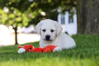Bernie, a male Labrador Retriever for sale in Dundee, OH – 6 of 8