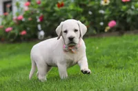 Barbie, a female Labrador Retriever for sale in Dundee, OH – 2 of 8