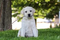 Billy, a male Labrador Retriever for sale in Dundee, OH – 1 of 7