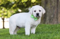 Bernie, a male Labrador Retriever for sale in Dundee, OH – 7 of 8