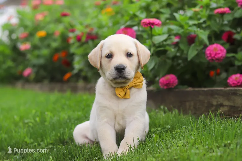 Buster – Labrador Retriever puppy for sale in Dundee, OH